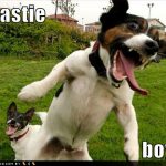 funny-dog-pictures-beastie-boys